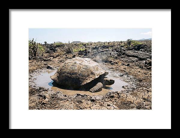 Galapagos Giant Tortoise Relaxing