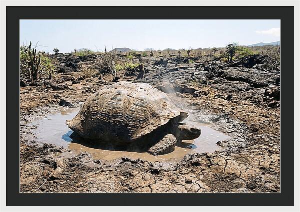 Galapagos Giant Tortoise Relaxing