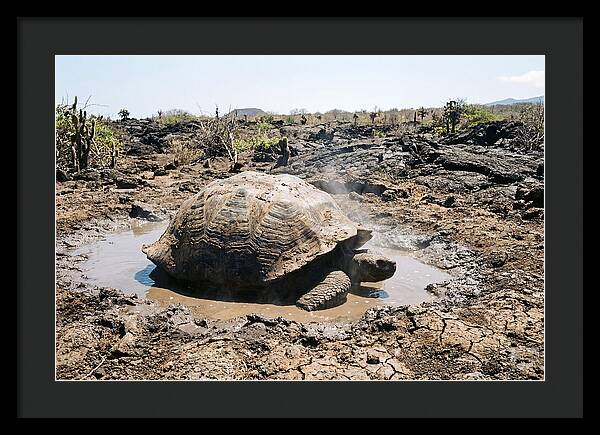 Galapagos Giant Tortoise Relaxing