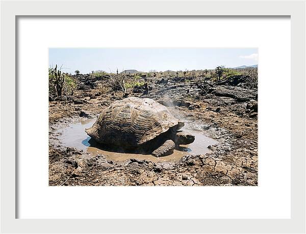 Galapagos Giant Tortoise Relaxing