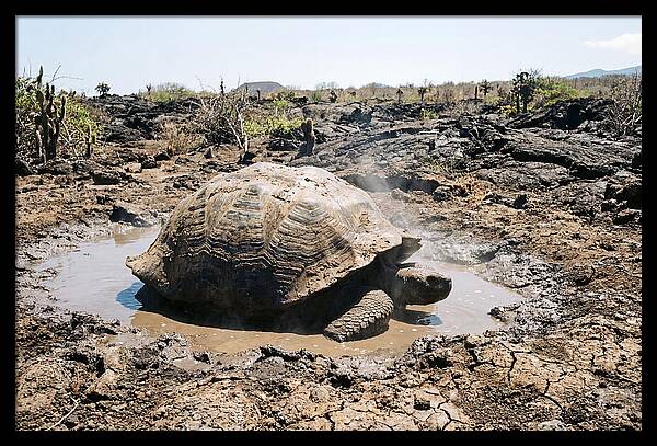 Galapagos Giant Tortoise Relaxing