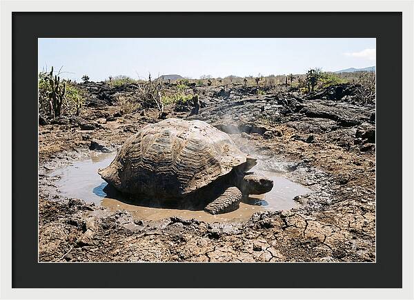 Galapagos Giant Tortoise Relaxing