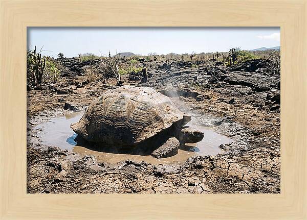 Galapagos Giant Tortoise Relaxing