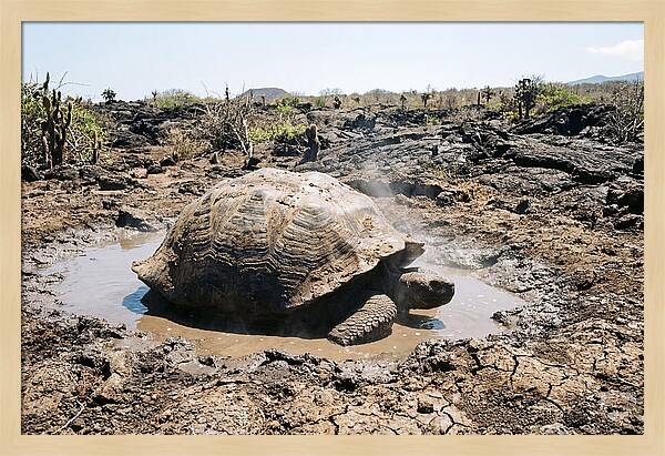 Galapagos Giant Tortoise Relaxing