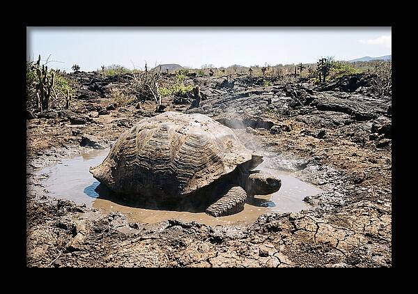 Galapagos Giant Tortoise Relaxing