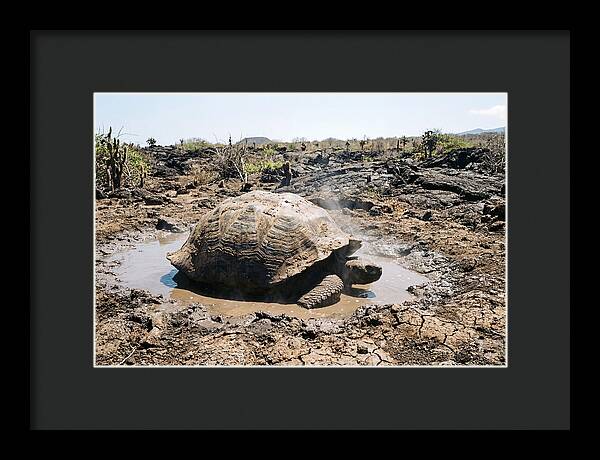 Galapagos Giant Tortoise Relaxing