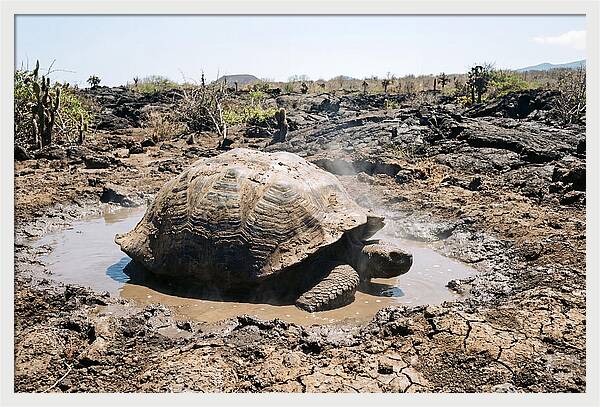 Galapagos Giant Tortoise Relaxing