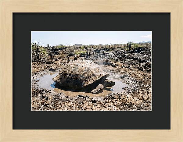 Galapagos Giant Tortoise Relaxing