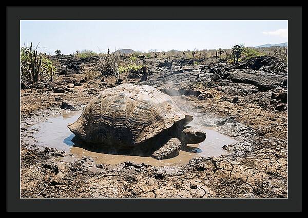 Galapagos Giant Tortoise Relaxing