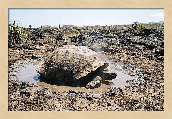 Galapagos Giant Tortoise Relaxing