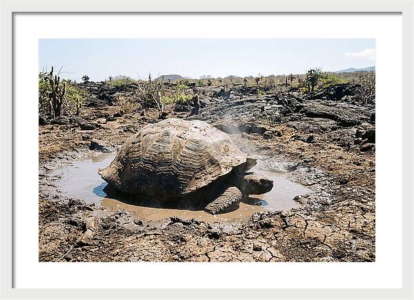 Galapagos Giant Tortoise Relaxing