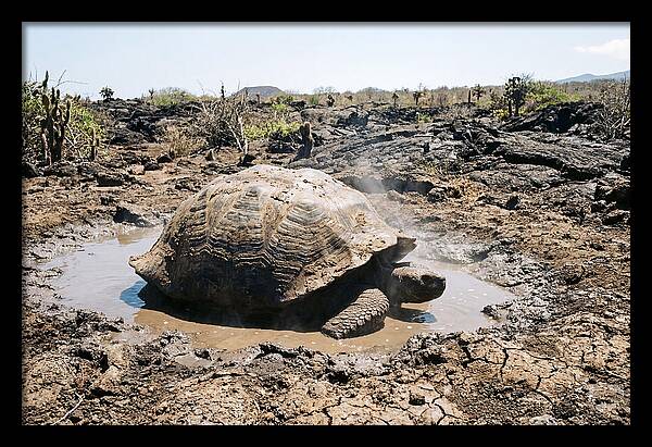Galapagos Giant Tortoise Relaxing