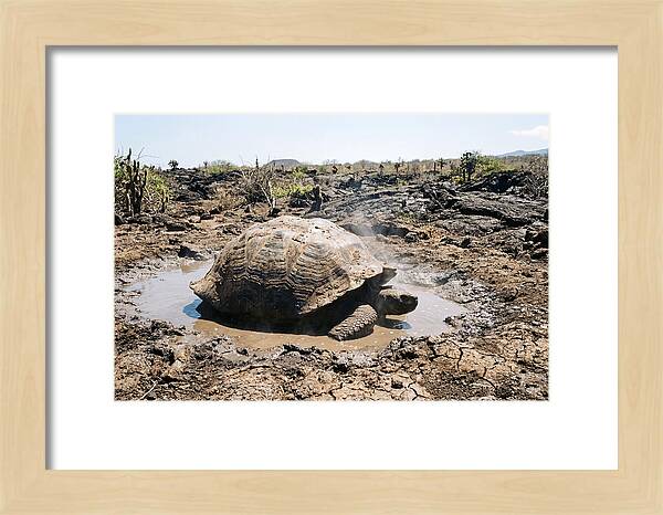 Galapagos Giant Tortoise Relaxing