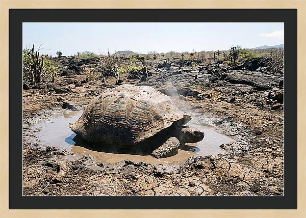 Galapagos Giant Tortoise Relaxing