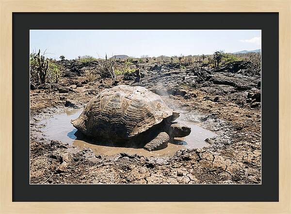 Galapagos Giant Tortoise Relaxing