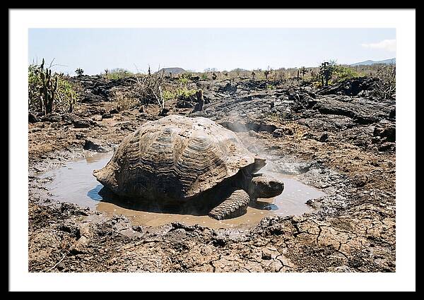 Galapagos Giant Tortoise Relaxing