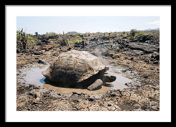 Galapagos Giant Tortoise Relaxing
