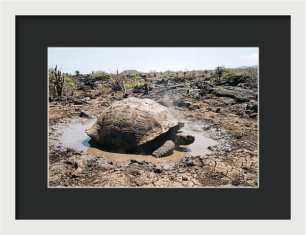 Galapagos Giant Tortoise Relaxing