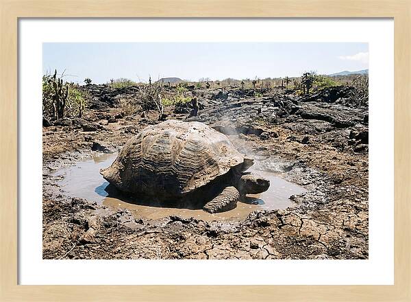 Galapagos Giant Tortoise Relaxing