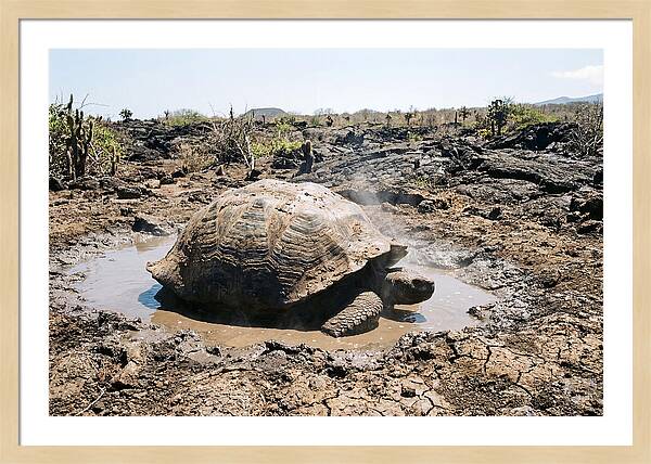 Galapagos Giant Tortoise Relaxing