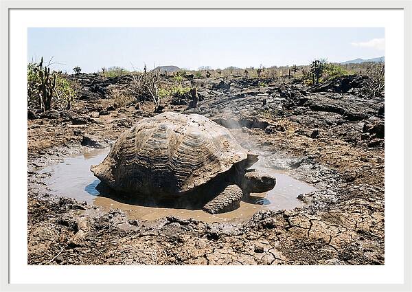 Galapagos Giant Tortoise Relaxing