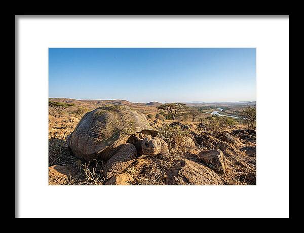 Galapagos Giant Tortoise Serenity