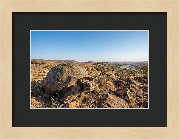 Galapagos Giant Tortoise Serenity