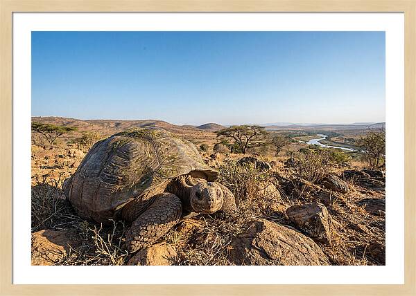 Galapagos Giant Tortoise Serenity