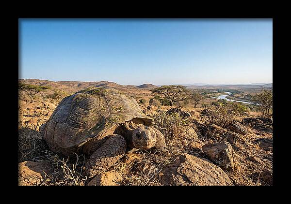 Galapagos Giant Tortoise Serenity