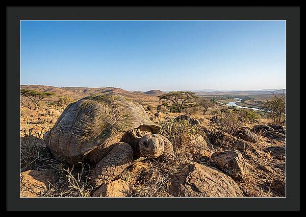 Galapagos Giant Tortoise Serenity