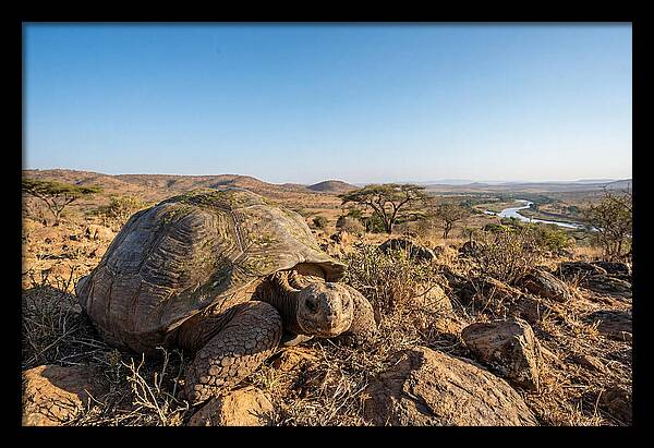 Galapagos Giant Tortoise Serenity