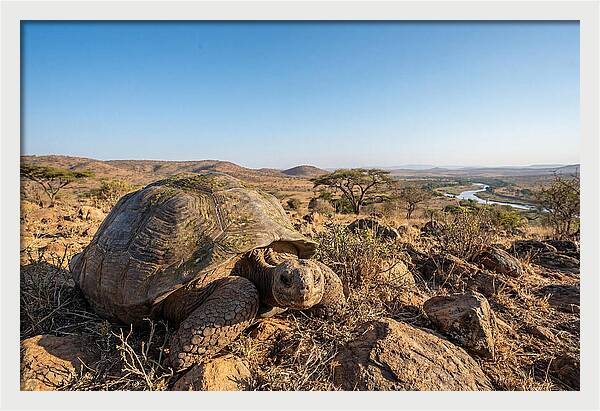 Galapagos Giant Tortoise Serenity