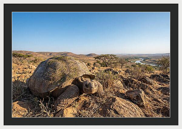 Galapagos Giant Tortoise Serenity
