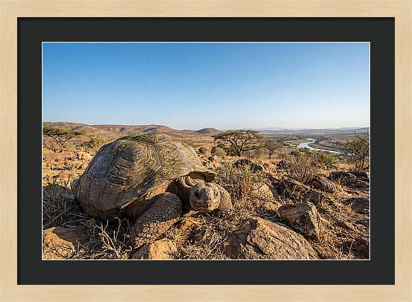 Galapagos Giant Tortoise Serenity