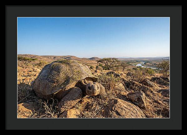 Galapagos Giant Tortoise Serenity