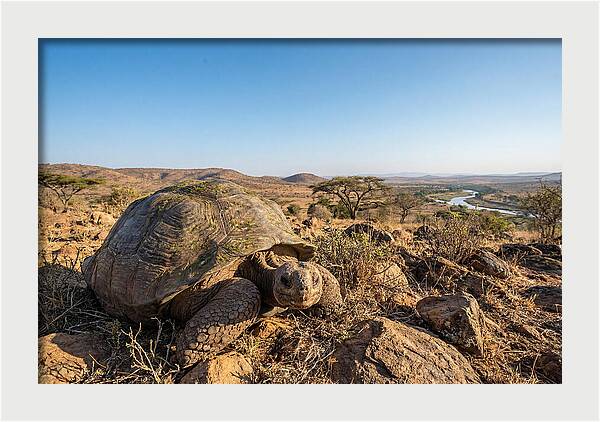 Galapagos Giant Tortoise Serenity