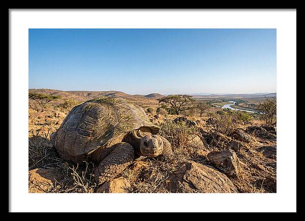 Galapagos Giant Tortoise Serenity