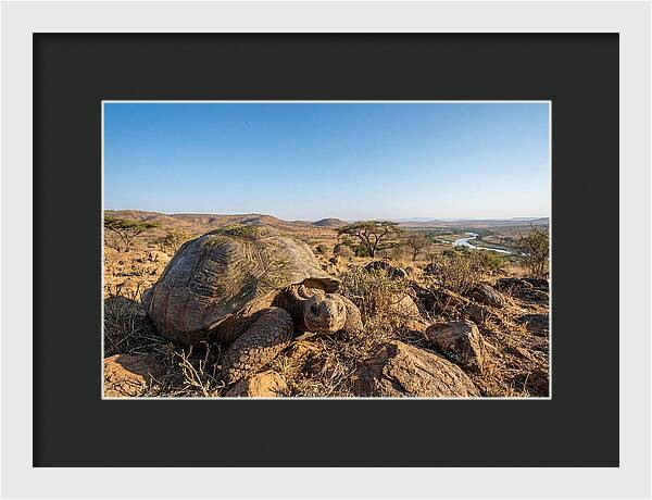 Galapagos Giant Tortoise Serenity