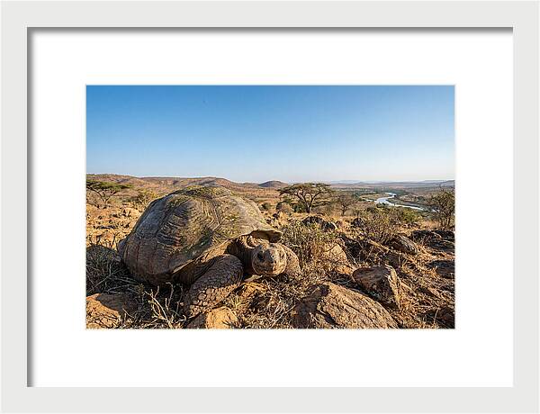 Galapagos Giant Tortoise Serenity
