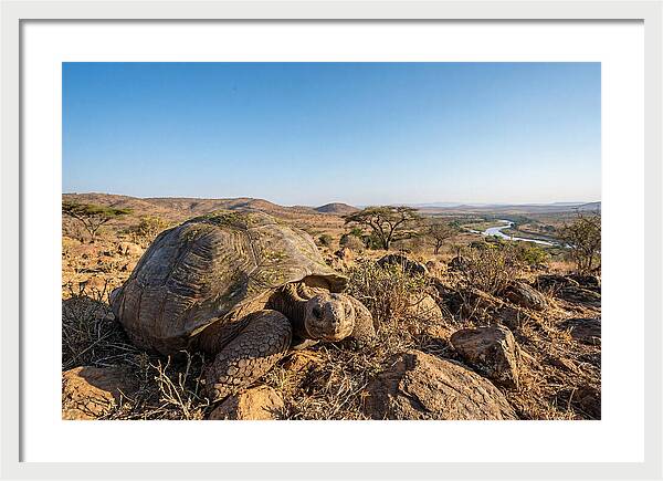 Galapagos Giant Tortoise Serenity