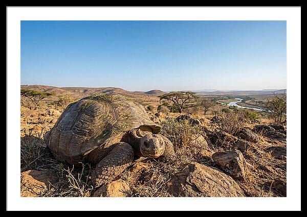 Galapagos Giant Tortoise Serenity