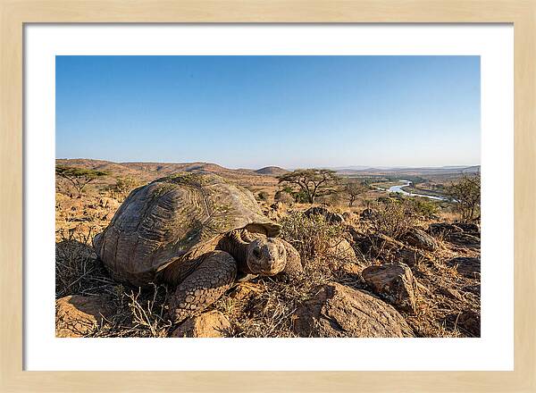 Galapagos Giant Tortoise Serenity