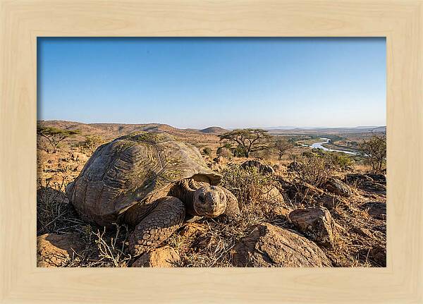 Galapagos Giant Tortoise Serenity