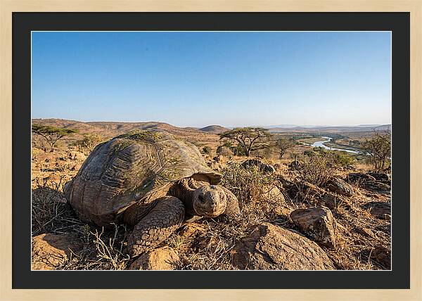 Galapagos Giant Tortoise Serenity