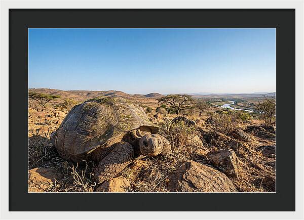Galapagos Giant Tortoise Serenity