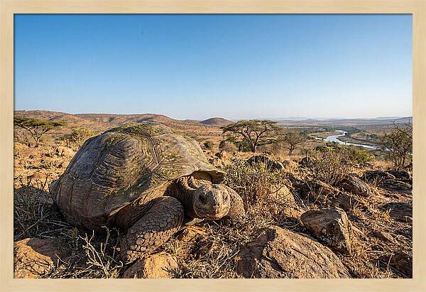Galapagos Giant Tortoise Serenity