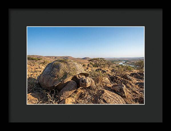 Galapagos Giant Tortoise Serenity