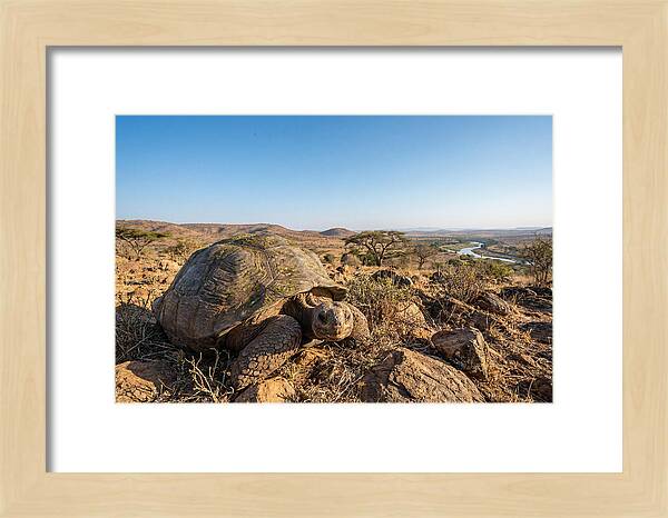 Galapagos Giant Tortoise Serenity