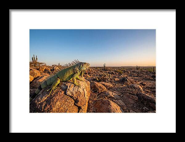Galapagos Land Iguana Majesty