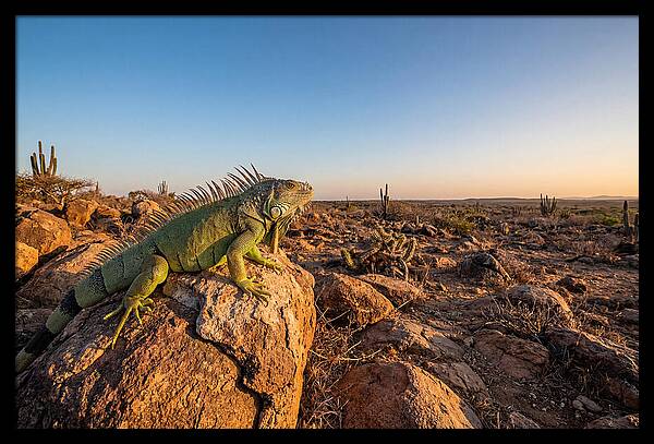 Galapagos Land Iguana Majesty